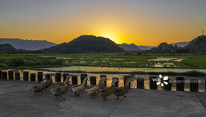 踏着夕阳回家--2021.06.05拍于连州市西岸镇东村。图片素材