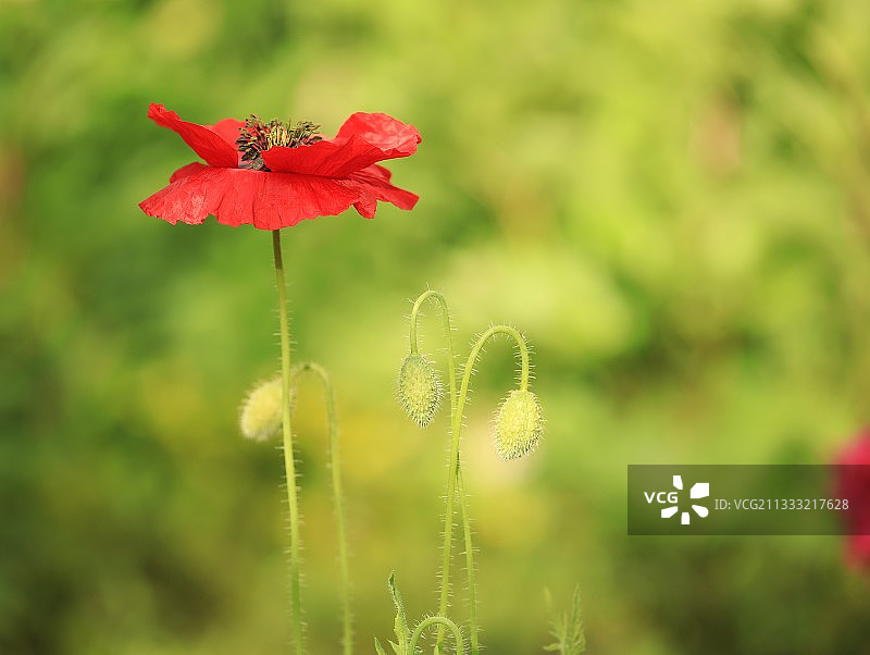美丽的虞美人图片素材