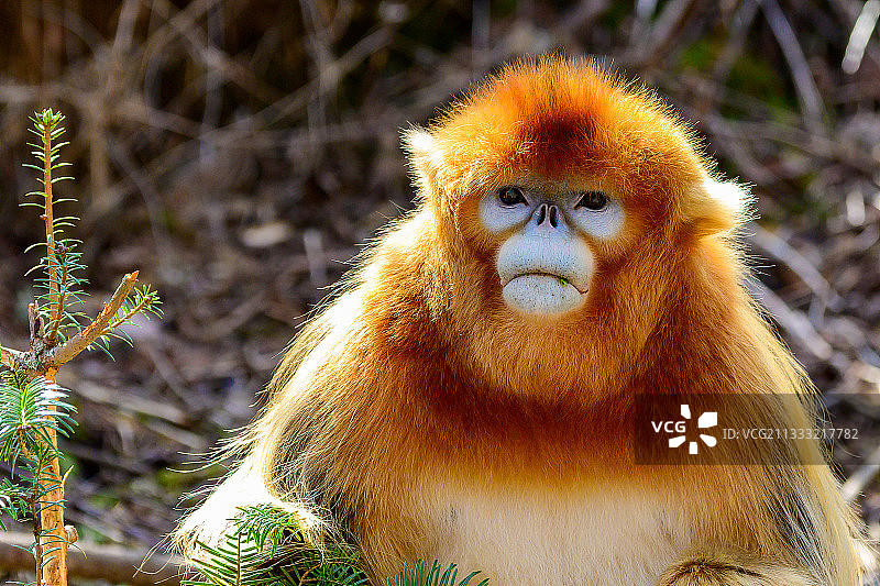 川金丝猴图片素材