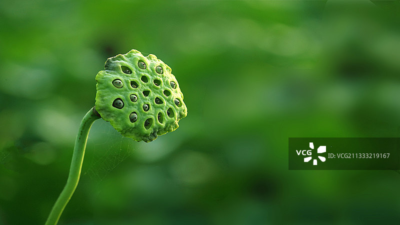 荷花莲子图片素材