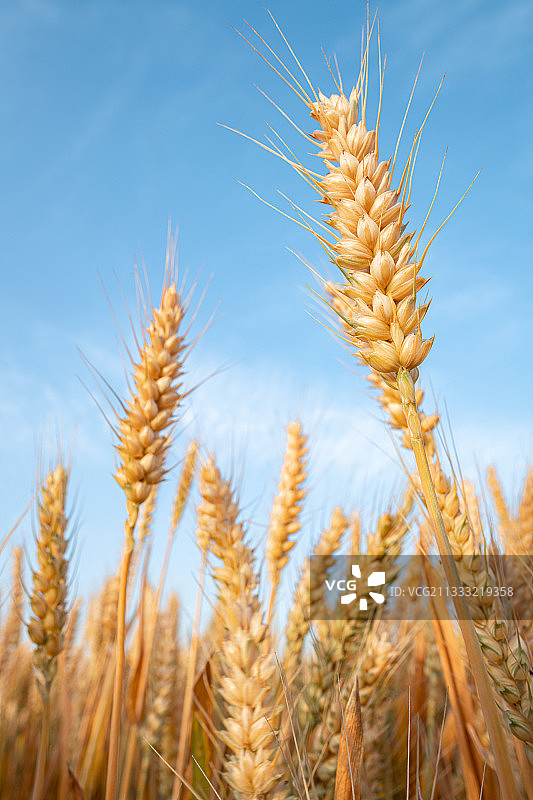 初夏季节河南温县即将收割的高产小麦图片素材