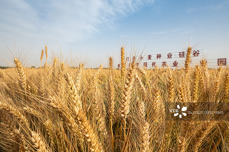 初夏季节河南温县即将收割的高产小麦图片素材