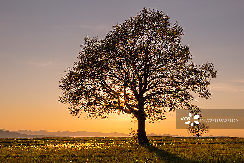 瑞士贝里孔穆奇伦日落时分田野上的树木剪影图片素材