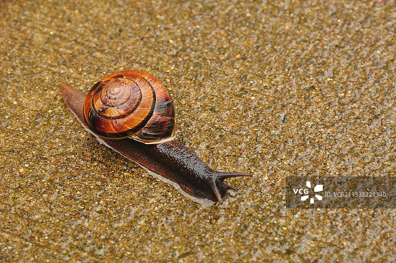 特写的蜗牛图片素材