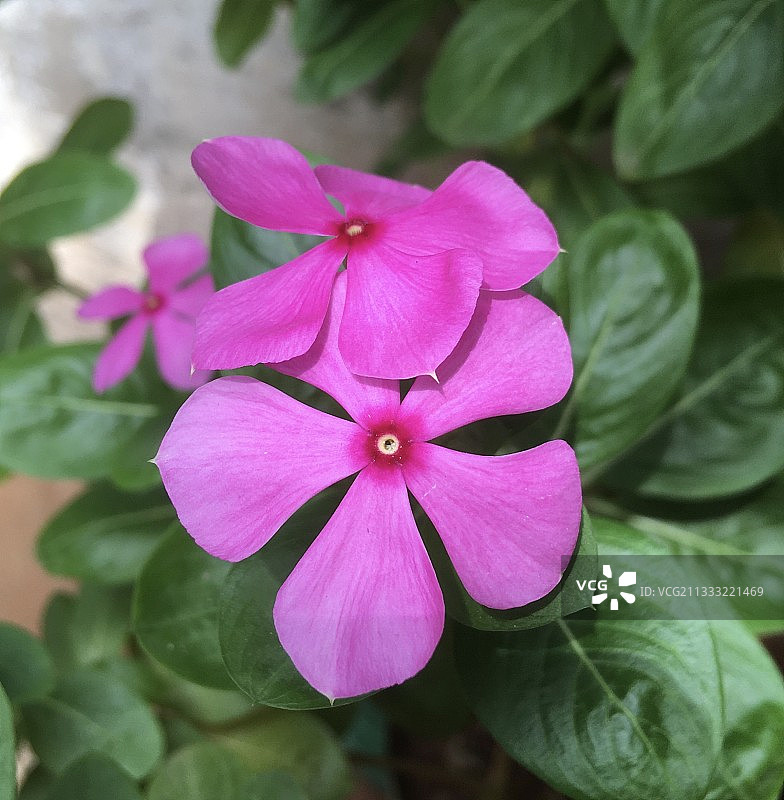 特写的粉红色开花植物图片素材