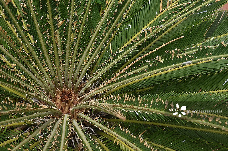 印度泰米尔纳德邦金奈棕榈树的全画幅照片图片素材