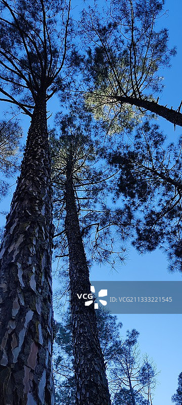 低角度的树木对天空图片素材