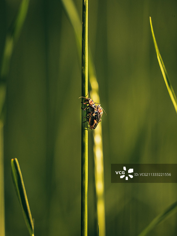 昆虫在植物上的特写图片素材