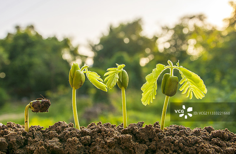 田野上生长树苗的特写图片素材
