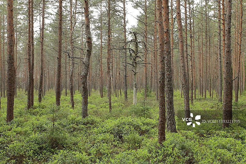 树木在森林图片素材