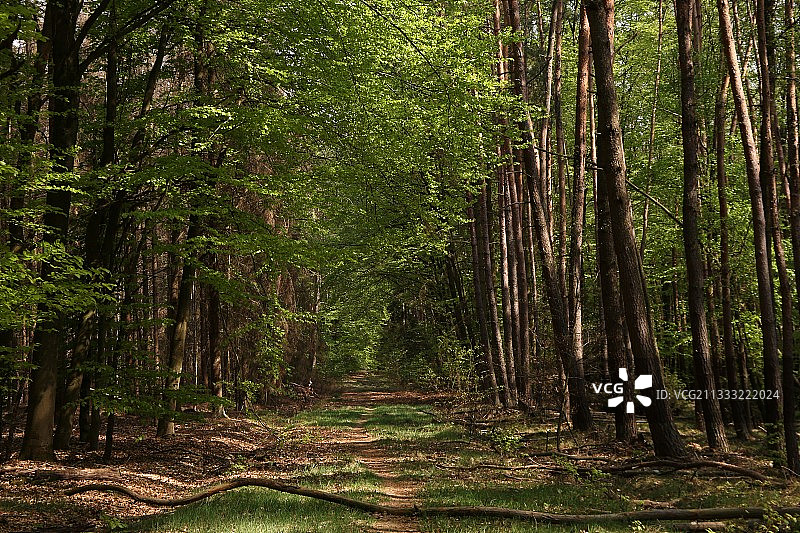 生长在森林中的树木图片素材