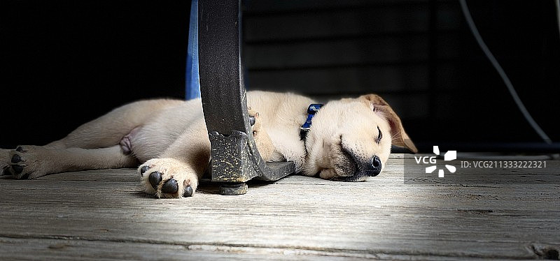 拉布拉多犬在地板上的特写，美国密歇根州坎顿图片素材