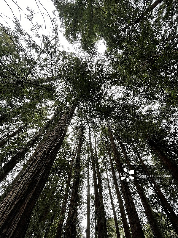 低角度的竹林视图图片素材