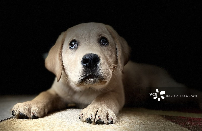黑色背景上的拉布拉多犬特写肖像，美国密歇根州坎顿图片素材