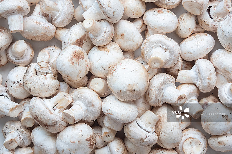 蘑菇全画幅照片图片素材