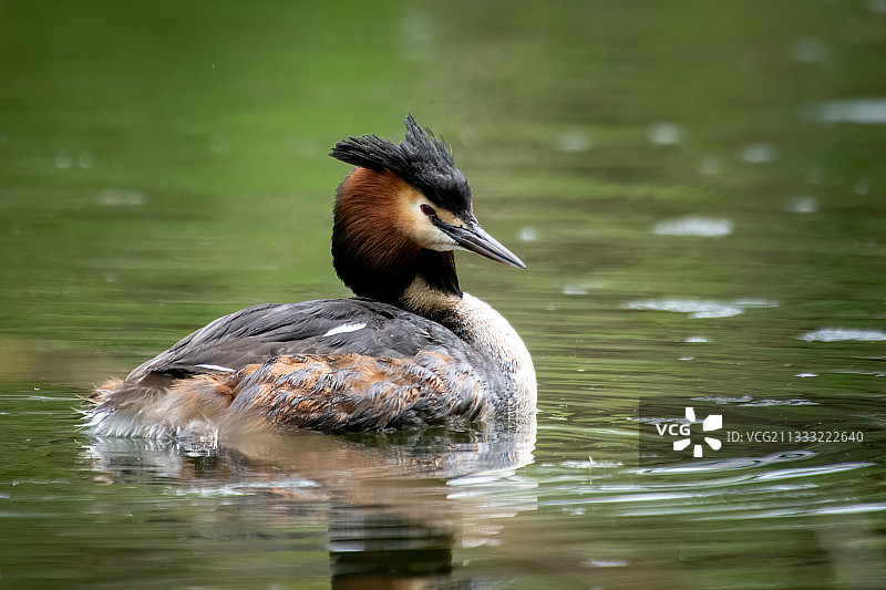 荷兰莱利斯塔德莱佩拉尔斯普拉斯湖中游泳的鸭子特写图片素材