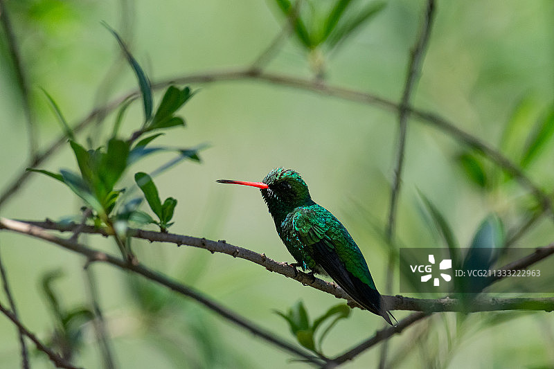 红褐色蜂鸟栖息在树枝上的特写，布宜诺斯艾利斯，阿根廷图片素材