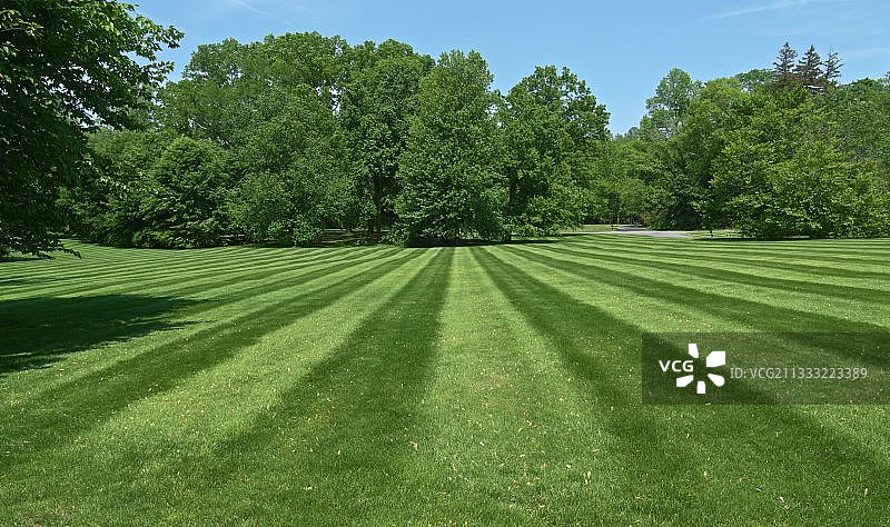 美国纽约州老韦斯特伯里的田野树木景观图片素材
