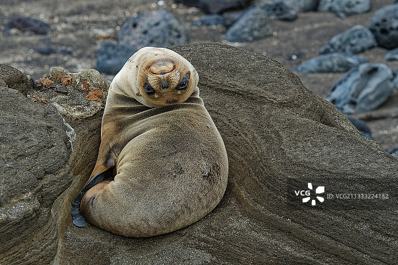 海豹在海滩岩石上睡觉特写，厄瓜多尔加拉帕戈斯群岛图片素材