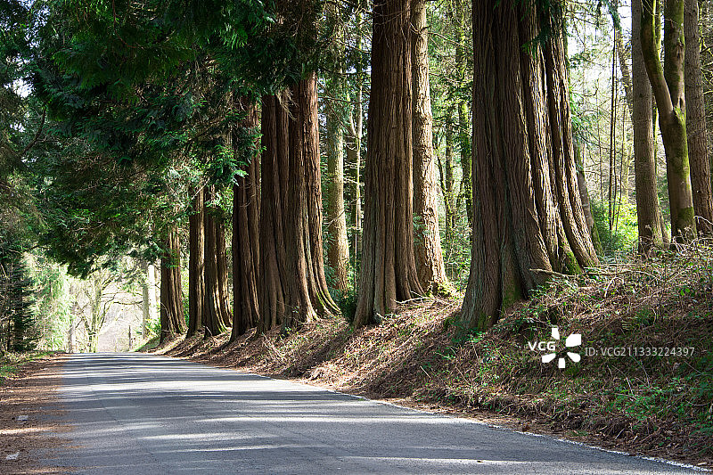 英国奥斯沃斯特里的树林公路图片素材