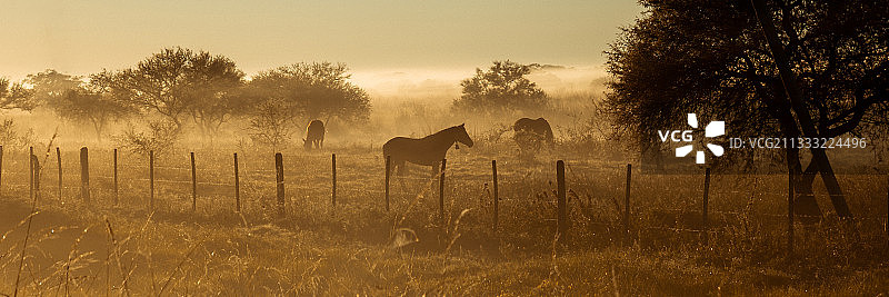 阿根廷圣菲省日落牧场马群剪影图片素材