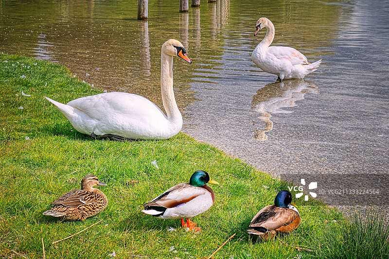 加拿大鹅（澳大利亚）图片素材