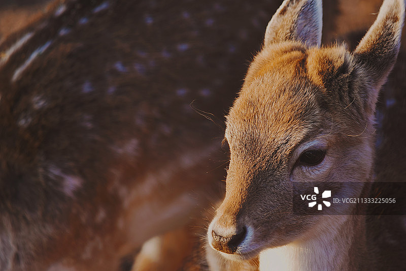 鹿的特写图片素材