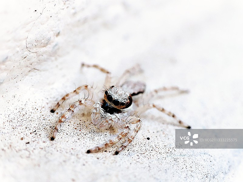 沙滩上蜘蛛特写图片素材