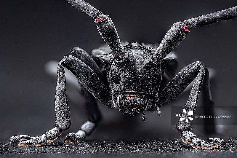 微距  天牛图片素材