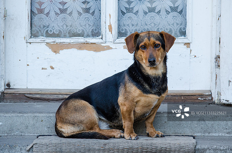 坐在人行道上的狗的画像图片素材