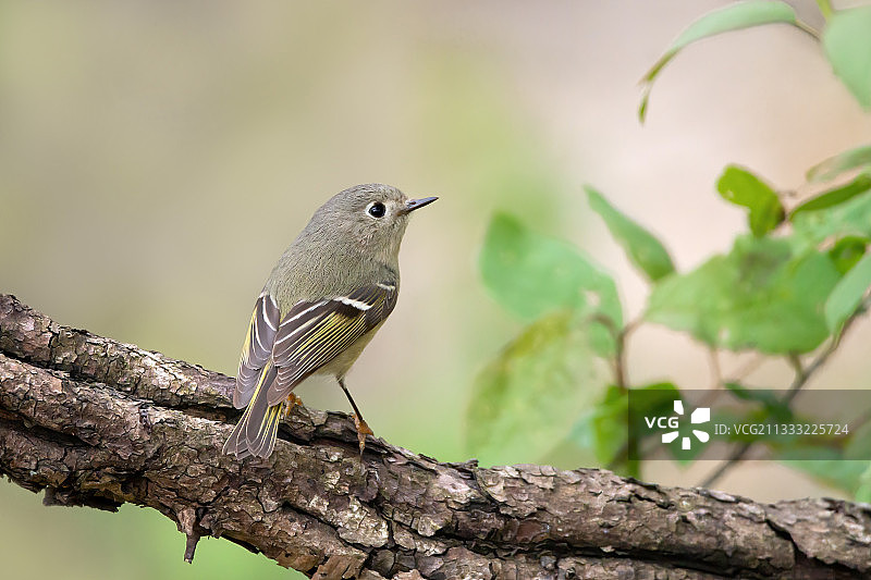 栖息在树枝上的歌鸲特写图片素材