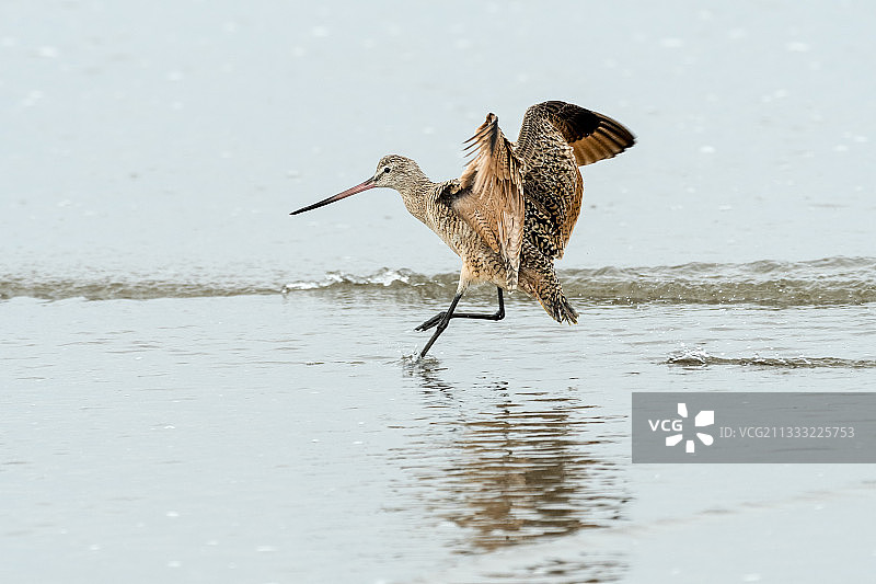 丘鹬飞过湖面特写图片素材