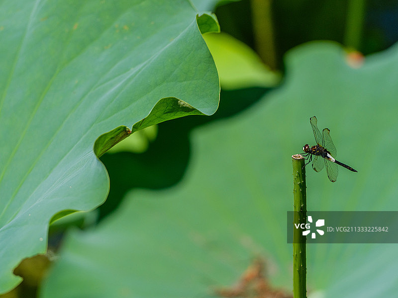 杭州·西溪湿地公园绿堤荷花图片素材