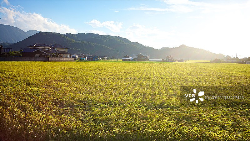 田野里图片素材