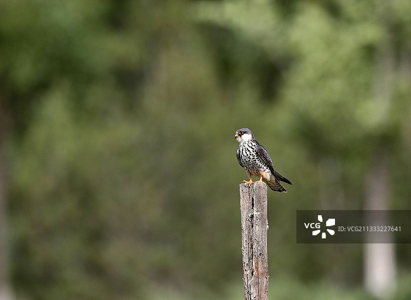 登的高才能看得远图片素材