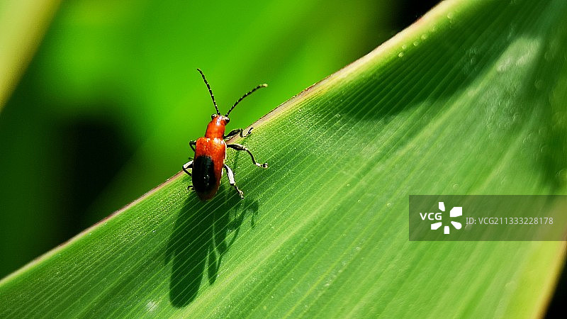 沐浴阳光图片素材