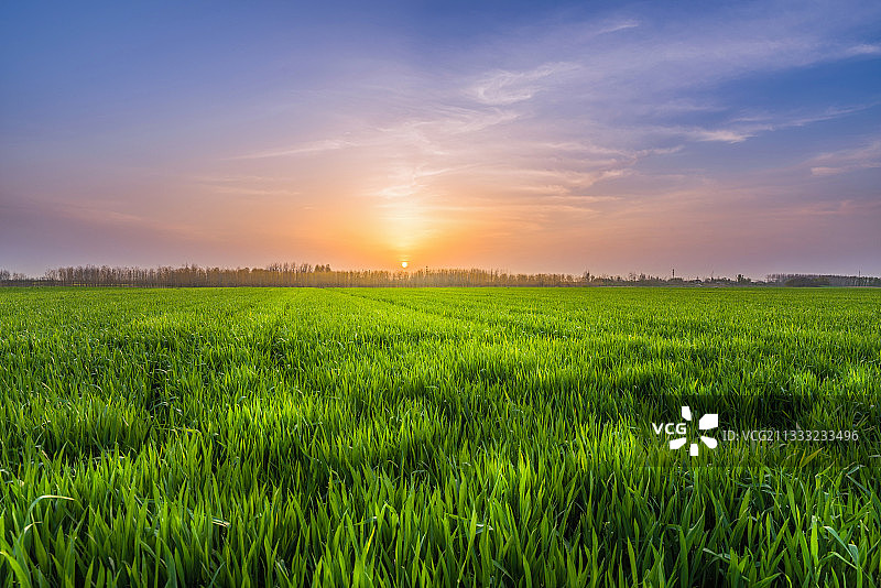 夕阳下的葱郁麦田图片素材
