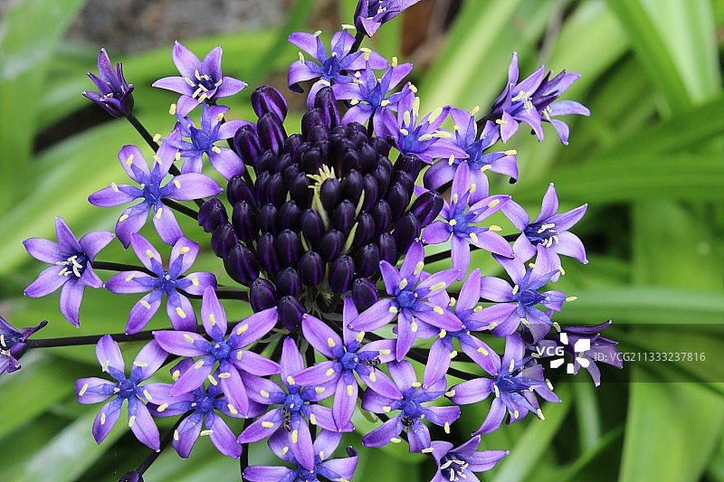 加拿大斯坦利公园的紫色开花植物特写图片素材