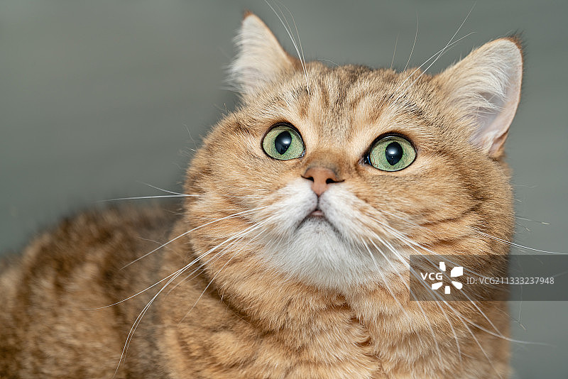 猫看向别处的特写图片素材