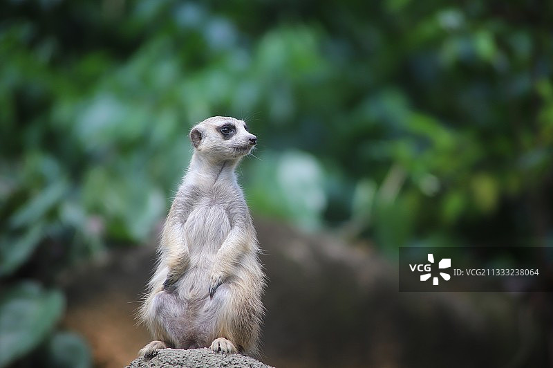 坐在岩石上向远处看的猫鼬特写图片素材