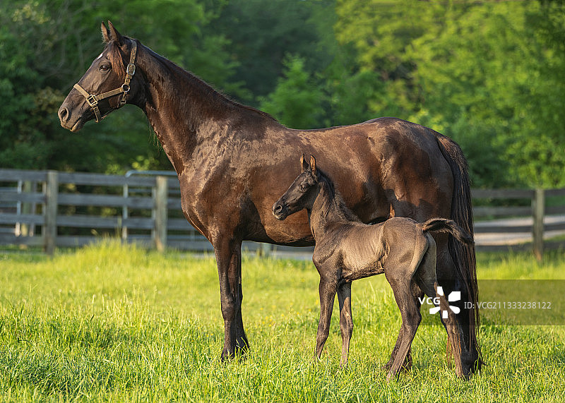 马站在草地上的侧视图，美国田纳西州加拉廷图片素材