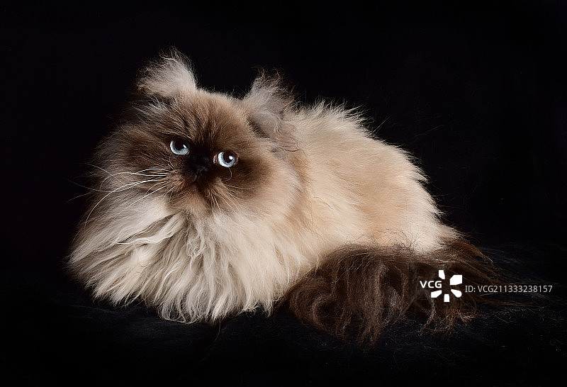 黑色背景上的猫咪肖像图片素材