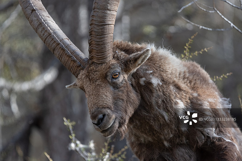 岩石上站立的野山羊肖像图片素材