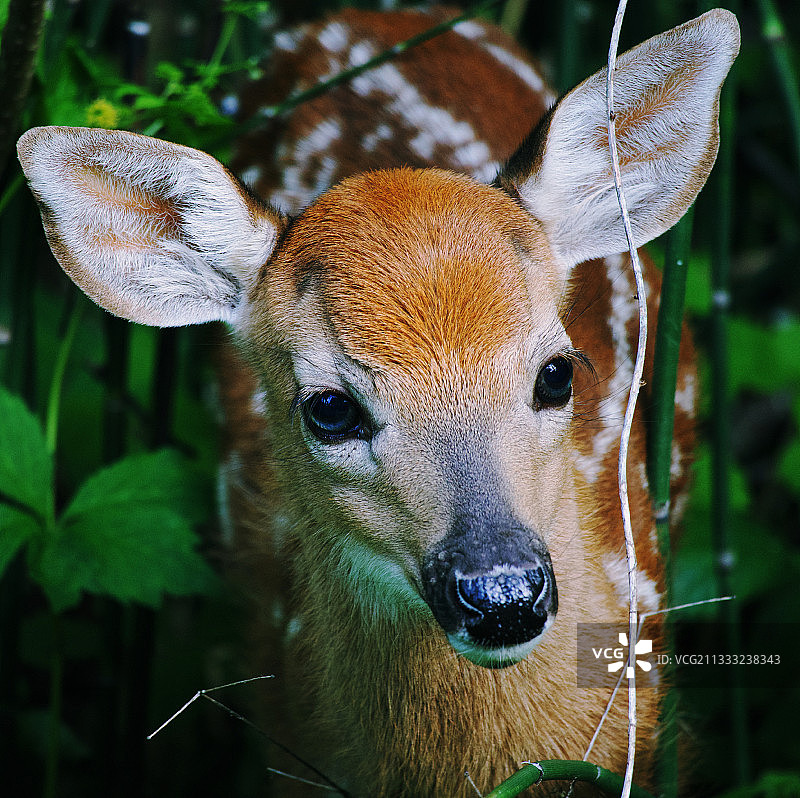 加拿大的白色物体特写图片素材