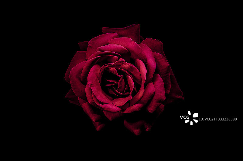 希腊黑色背景下的红色玫瑰特写图片素材