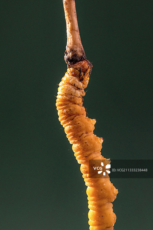 冬虫夏草图片素材