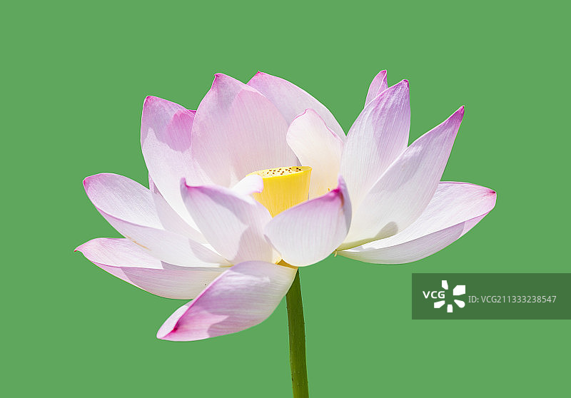 创意简单荷花图片素材