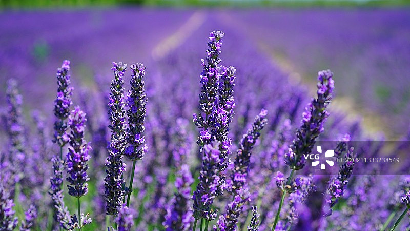 田野上紫色开花植物的特写图片素材