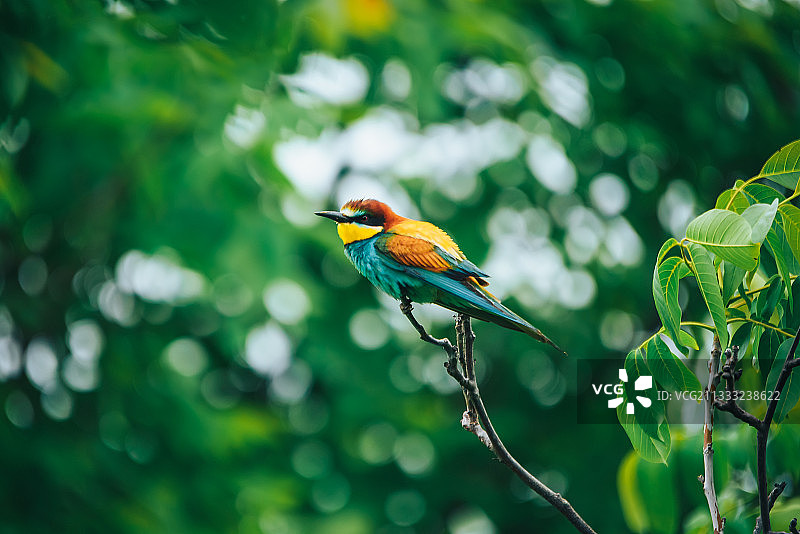 欧洲蜜蜂栖息在树上的低角度视图，摩尔多瓦图片素材