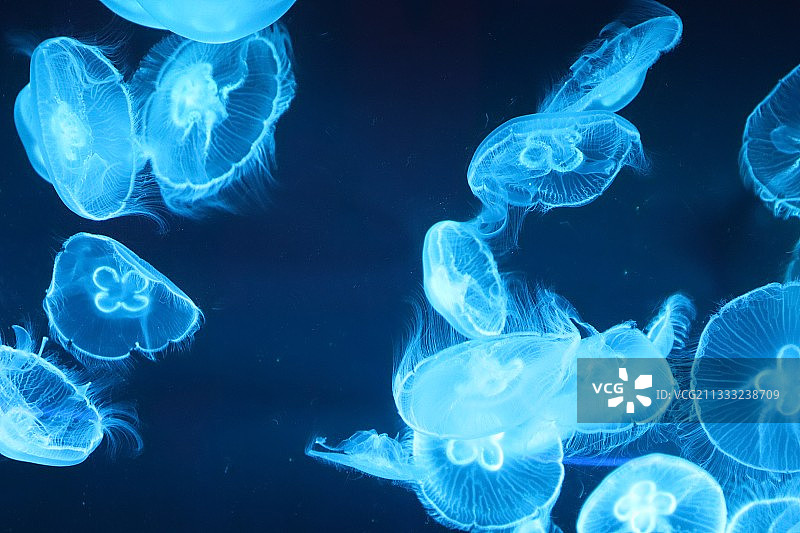 英国伦敦海中游泳的水母特写图片素材